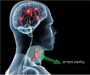 %d7%91%d7%9c%d7%95%d7%98%d7%aa-%d7%94%d7%aa%d7%a8%d7%99%d7%a1 - מרכז ...